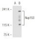 Nup153 (R4C8): sc-101545. Western blot analysis of Nup153 expression in...