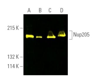 Nup205 Antibody (H-1) - Western Blotting - Image 390321 