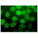 Nup50 Antibody (B-6) - Immunofluorescence - Image 314844 