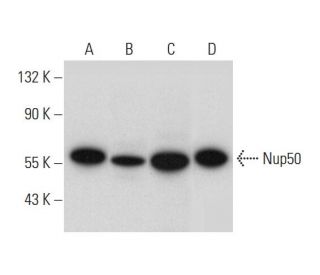 Nup50 Antibody (B-6) - Western Blotting - Image 311995 
