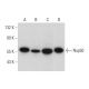 Nup50 Antibody (B-6) - Western Blotting - Image 311995 
