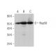 Nup50 Antibody (B-6) - Western Blotting - Image 377594
