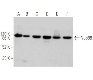 Nup88 Antibody (H-7) - Western Blotting - Image 362517