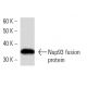 Nup93 Antibody (3332C2a) - Western Blotting - Image 16904
