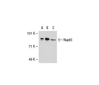 Nup93 Antibody (3332C2a) - Western Blotting - Image 31016 
