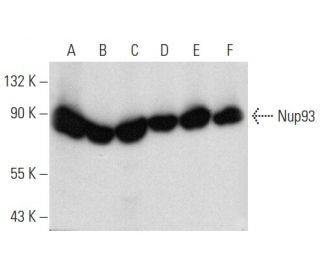 Nup93抗体 (F-2) | SCBT - Santa Cruz Biotechnology