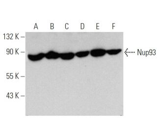 Nup93 Antibody (E-8) - Western Blotting - Image 360640 