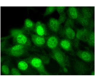 Nur77 Antibody (E-6) - Immunofluorescence - Image 295449 