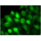 Nur77 Antibody (E-6) - Immunofluorescence - Image 295449 