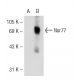 Nur77 Antibody (E-6) - Western Blotting - Image 72584 
