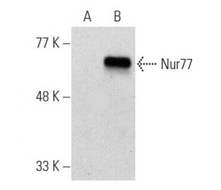 western blotting image from recommended Nur77 (C-5) monoclonal antibody replacement. Image 356964