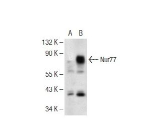 Nur77 (NR4AB9G12): sc-81344. Western blot analysis of Nur77 expression in... 