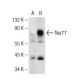Nur77 (NR4AB9G12): sc-81344. Western blot analysis of Nur77 expression in... 