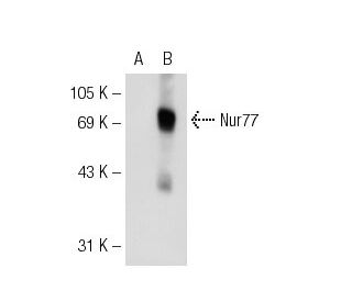 Nur77 (E-6): sc-166166. Western blot analysis of Nur77 expression in non-transfected: sc-117752 (A) and mouse Nur77 transf
