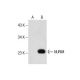 NURIM Antibody (B-1) - Western Blotting - Image 286777