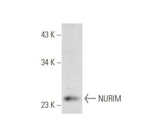 NURIM Antibody (B-1) - Western Blotting - Image 314156 