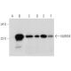 NURIM Antibody (E-11) - Western Blotting - Image 314154 