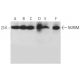 NURIM Antibody (E-11) - Western Blotting - Image 372052