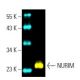 NURIM Antibody (E-11) - Western Blotting - Image 397482 