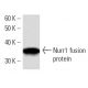 Nurr1 Antibody (447C2a) - Western Blotting - Image 16466