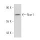Nurr1 Antibody (447C2a) - Western Blotting - Image 82234 