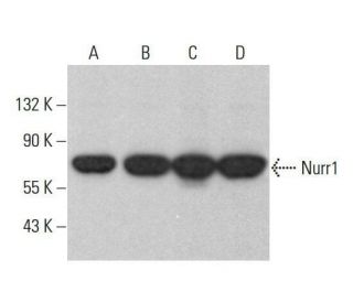 western blotting image from recommended Nurr1 (F-5) monoclonal antibody replacement. Image 352038