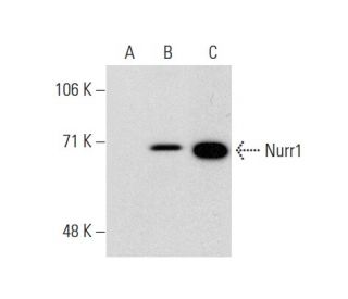 Nurr1 Antibody (447C2a) - Western Blotting - Image 135509