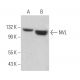 NVL Antibody (G-10) - Western Blotting - Image 371880
