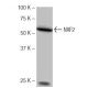 NXF2 Antibody (NB-B46) - Western Blotting - Image 65021