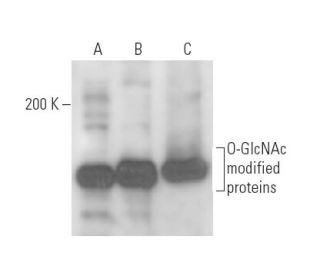 O-GlcNAc Antibody (CTD110.6) - Western Blotting - Image 17817
