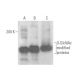 O-GlcNAc Antibody (CTD110.6) - Western Blotting - Image 17817