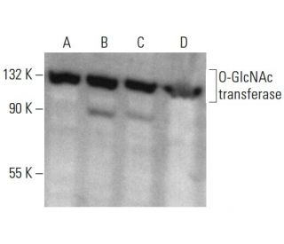 O-GlcNAc transferase Antibody (F-12) - Western Blotting - Image 354324 