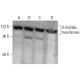 western blotting image from recommended O-GlcNAc transferase (F-12) monoclonal antibody replacement. Image 354324