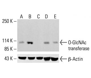 O-GlcNAc transferase Antibody (A-6) - Western Blotting - Image 413339 