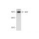 OA1 Antibody (C-6) - Western Blotting - Image 306534 