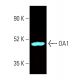 OA1 Antibody (C-6) - Western Blotting - Image 403867 