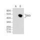 OAS1 Antibody (F-3) - Western Blotting - Image 155074 