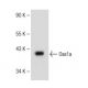 Oas1a Antibody (C-5) - Western Blotting - Image 149523 