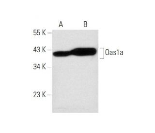 Oas1a Antibody (C-8) - Western Blotting - Image 143591 