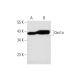 Oas1a Antibody (C-8) - Western Blotting - Image 143591 