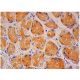 Oas1a Antibody (E-2) - Immunohistochemistry - Image 312111 