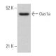 Oas1a Antibody (E-2) - Western Blotting - Image 366811