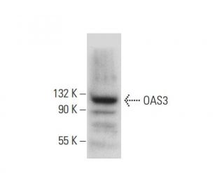 OAS3 Antibody (D-7) - Western Blotting - Image 303384 