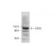 OAS3 Antibody (D-7) - Western Blotting - Image 303384 
