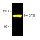 OAS3 Antibody (D-7) - Western Blotting - Image 403341