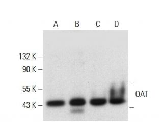 OAT Antibody (A-12) - Western Blotting - Image 308411 