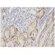 OAT1 Antibody (1F2) - Immunohistochemistry - Image 346135 