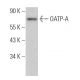 OATP-A Antibody (E-7) - Western Blotting - Image 364173