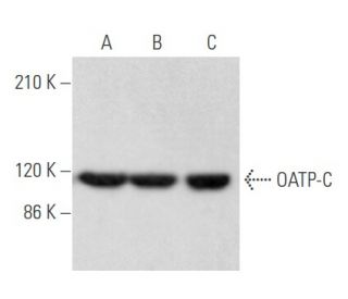 OATP-C Antibody (A-3) - Western Blotting - Image 355547 