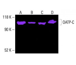 OATP-C Antibody (A-3) - Western Blotting - Image 415786
